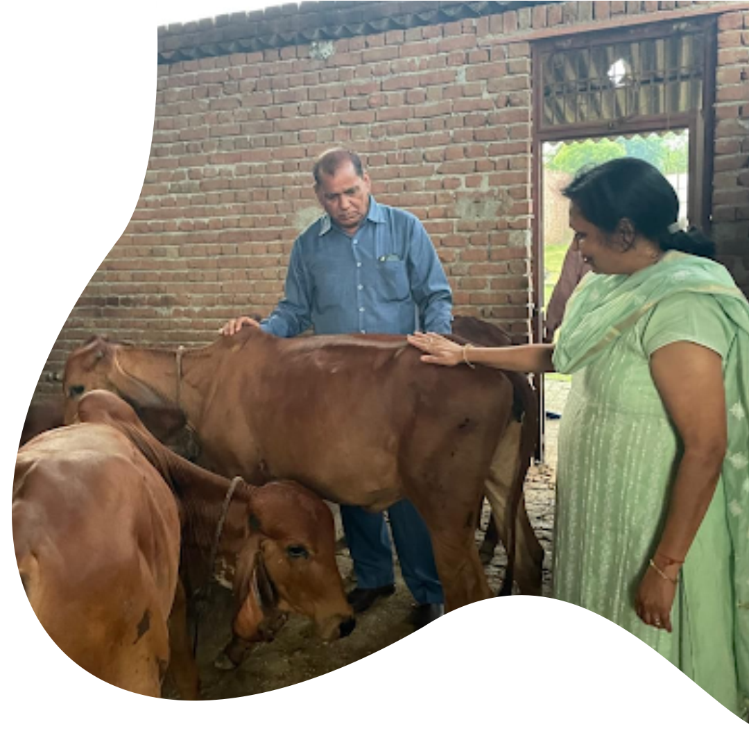 Compassion in Action: Cow Care & Community Welfare