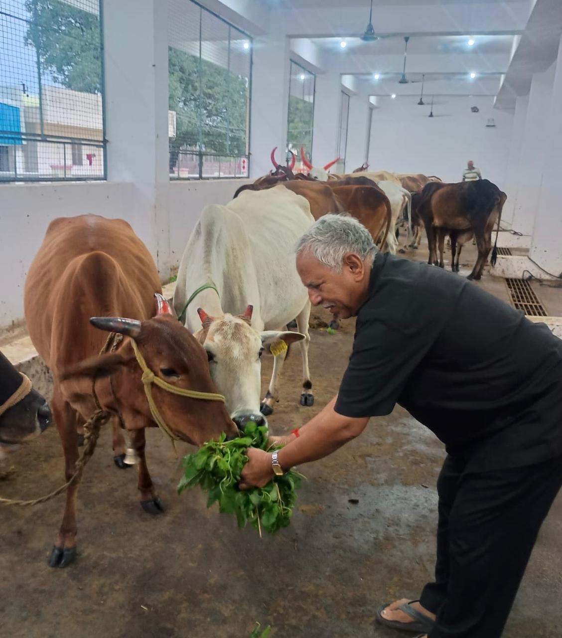 Cow Seva