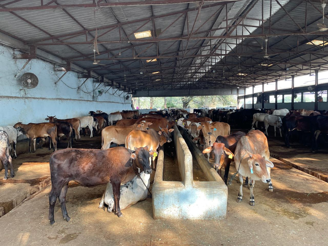 Refelective Collar Campaigns 